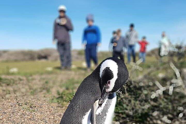 Private Tagestour zur Punta Tombo Pinguinkolonie ab Puerto Madryn