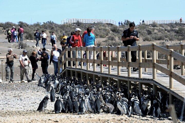 Private Tagestour zur Punta Tombo Pinguinkolonie ab Puerto Madryn