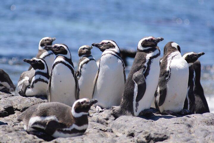 Private Tagestour zur Punta Tombo Pinguinkolonie ab Puerto Madryn