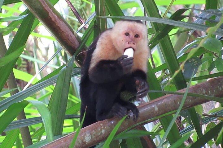 Monkey Tour With Local Cuisine
