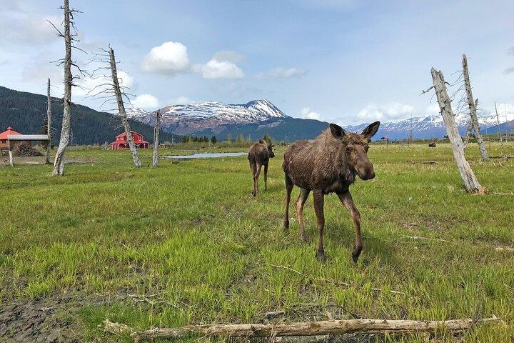 Ankerplaats bij Seward Wildlife Adventure