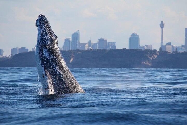 Crucero de aventura para avistar ballenas en Sídney