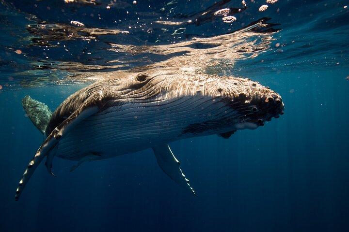Sydney Whale Watching Adventure Cruise