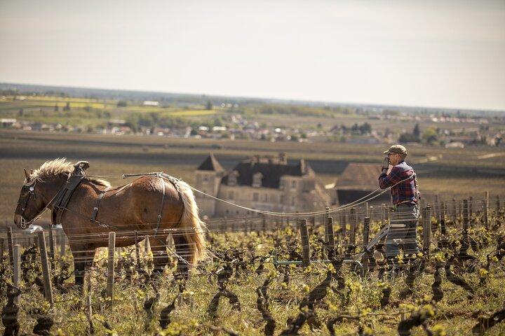 Heldags privat vintur i Côte de Nuits