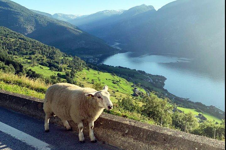 Visite guidée privée de la croisière Oslo Nærøyfjord et du chemin de fer Flåm