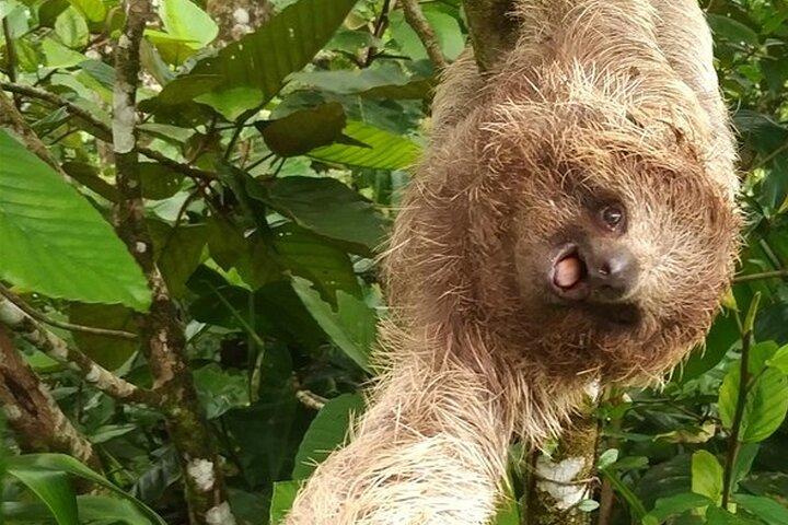 Rio Celeste: Hike, Coffee & Sloths Lovers