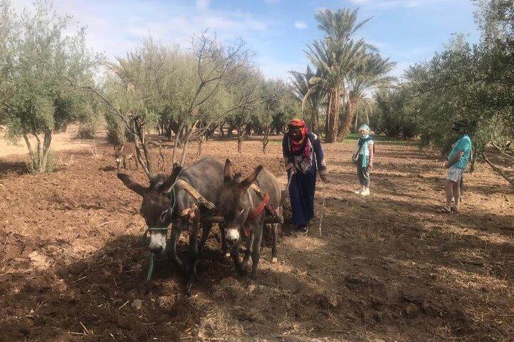 Visita guiada al palmeral de Skoura en bicicleta de montaña