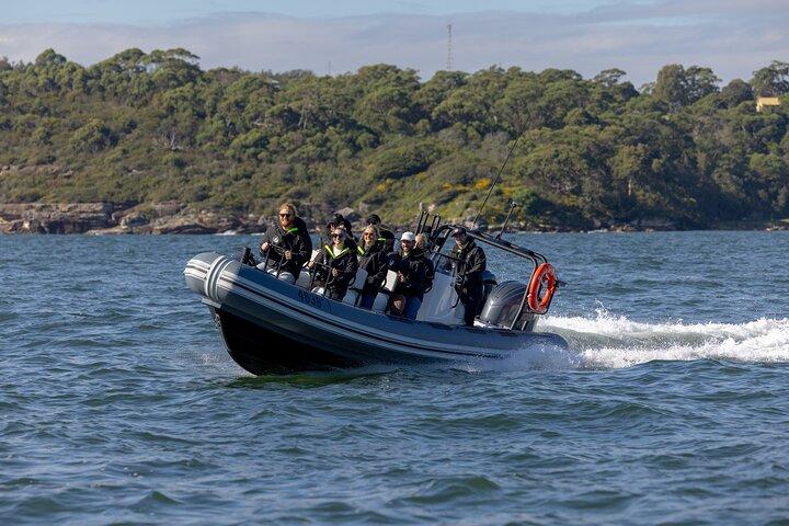 Sydney Whale Watching en ORCA Small RIB