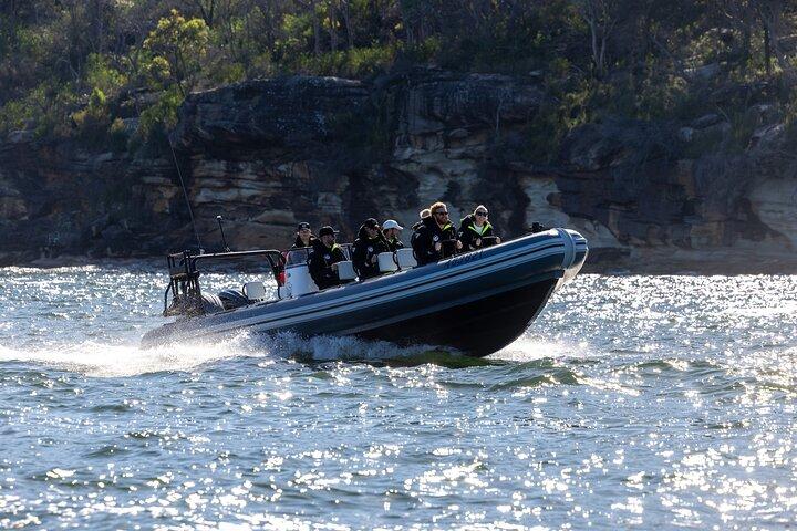 Sydney Whale Watching en ORCA Small RIB