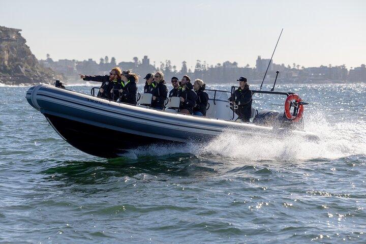 Sydney Whale Watching en ORCA Small RIB