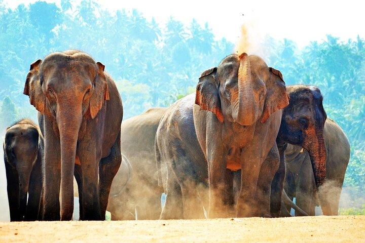 7 Days Sri Lanka Sightseeing Tour