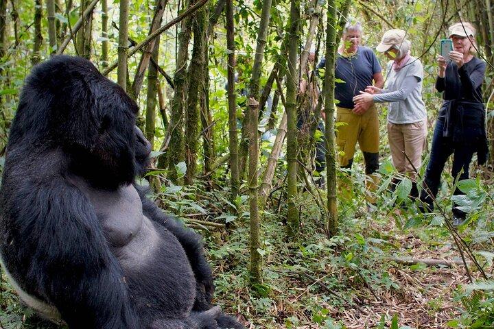 11 Tage Big 5 Gorillas und Schimpansen Safari Uganda