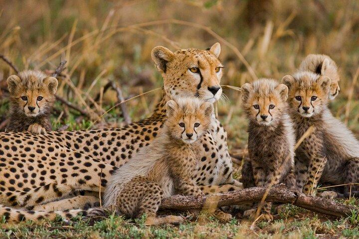 De las Llanuras al Cráter : Safari mixto de 3 días en el norte de Tanzania -