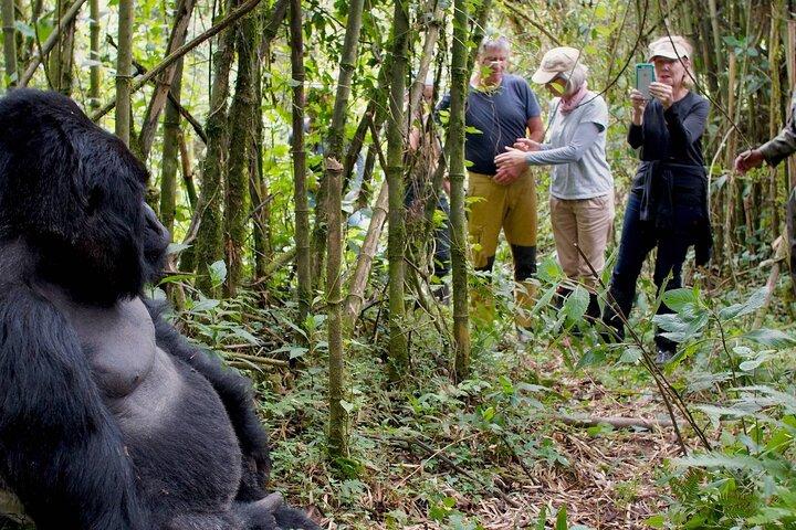 7 dias de trekking de gorilas e chimpanzés com rafting de água