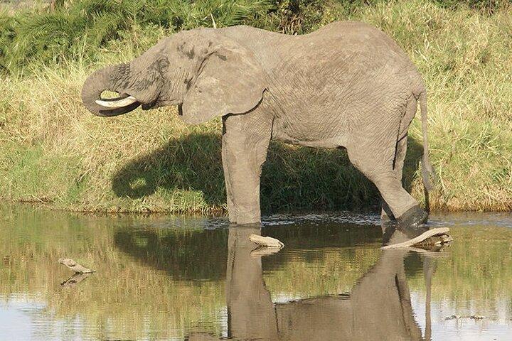 6 dagen luxe wildlife Tanzania Safari