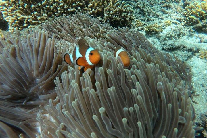 ブルーラグーン、関東ランポ、スワットの滝でバリ島シュノーケリング