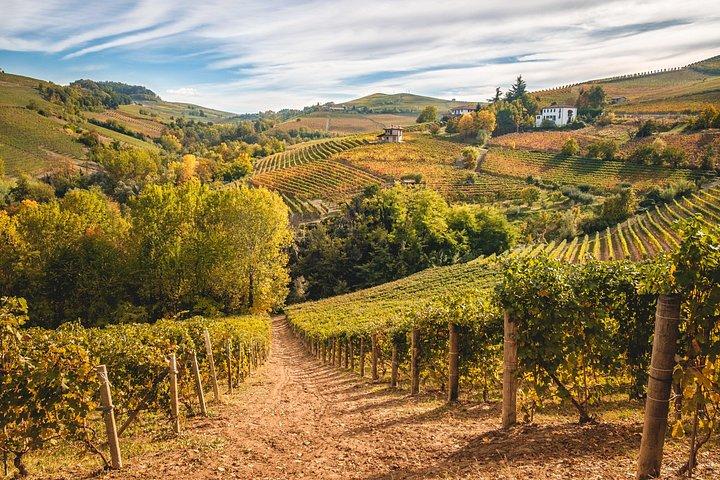 From Milan: Barolo Private Wine Tour with a Private Driver