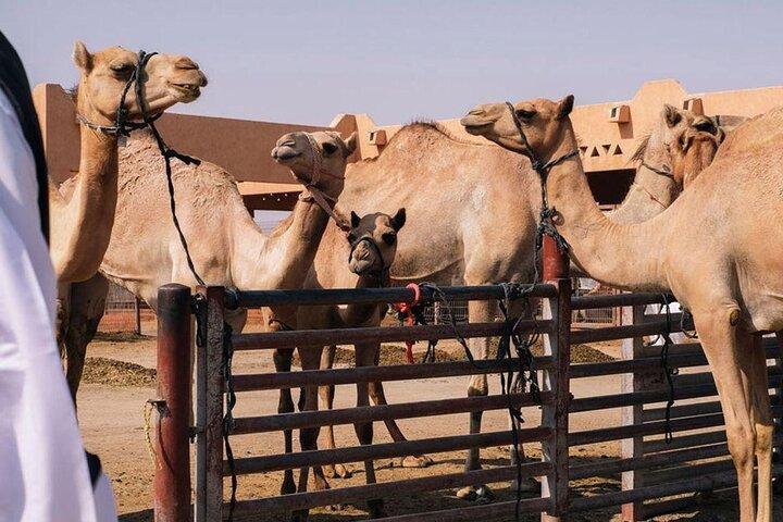 Privat Al Ain City Tour med traditionel frokost