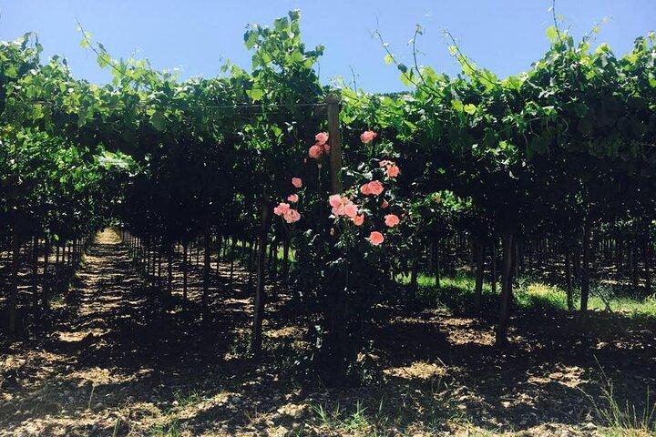 Discover Abruzzo: Winery Tour and Wine Tasting with Meal