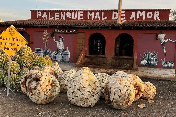 Tur til destilleri og agavemarker ved Mal de Amor Mezcal