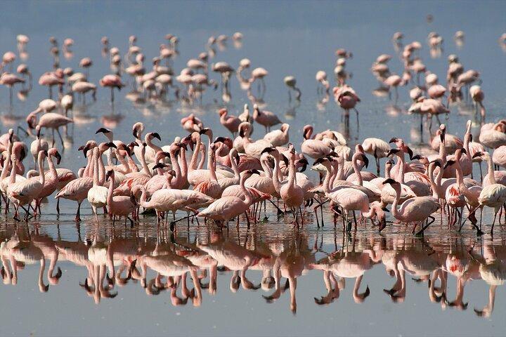 Tour di osservazione degli uccelli di un'intera giornata al Parco Nazionale del Lago Nakuru