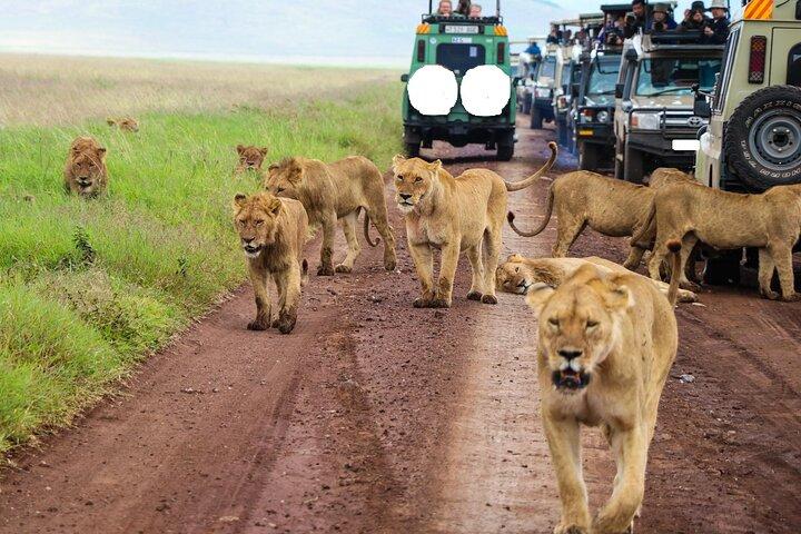 9 Jours Classic Kenya & Tanzanie
