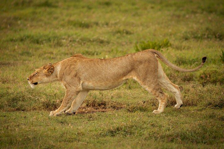 Safari de 3 días al lago Tarangire Manyara y al cráter Ngorongoro