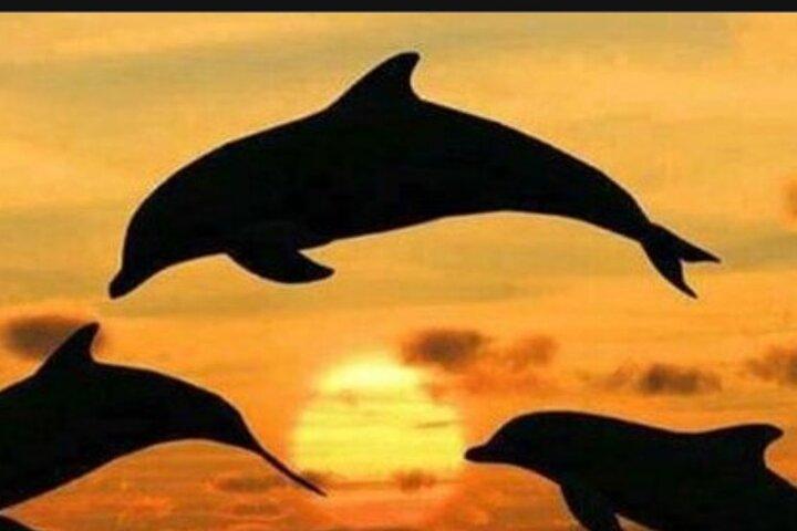 Baraka Aquarium og Delfin Sightseeing med Sunset Cruise