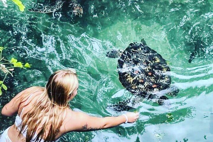 Baraka Aquarium og Delfin Sightseeing med Sunset Cruise