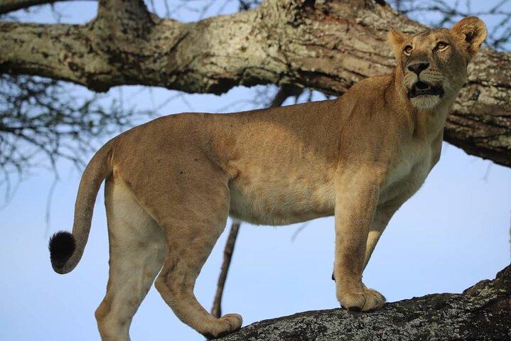 3 Days Safari to Tarangire and Ngorongoro Crater