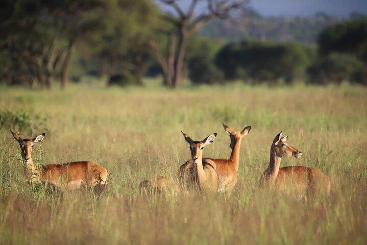 3 Days Safari to Tarangire and Ngorongoro Crater