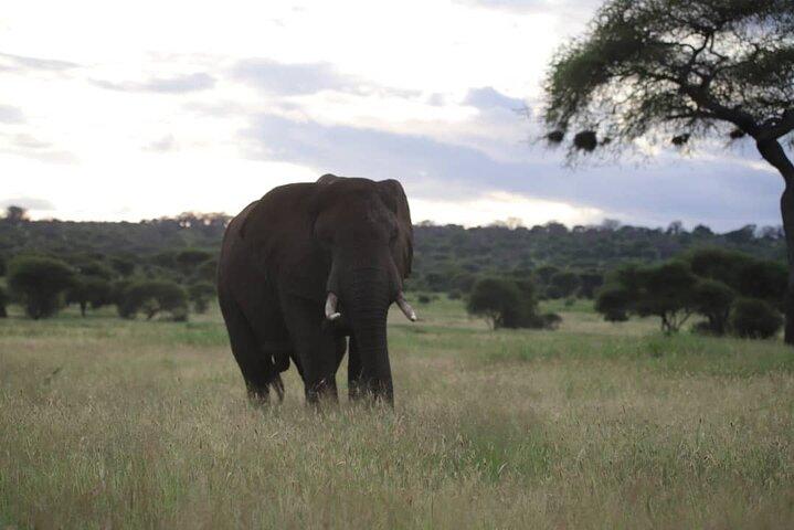 3 Days Safari to Tarangire and Ngorongoro Crater