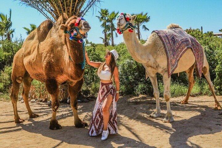 Camel Safari, UTV Adventure e degustação de tequila em Cabo