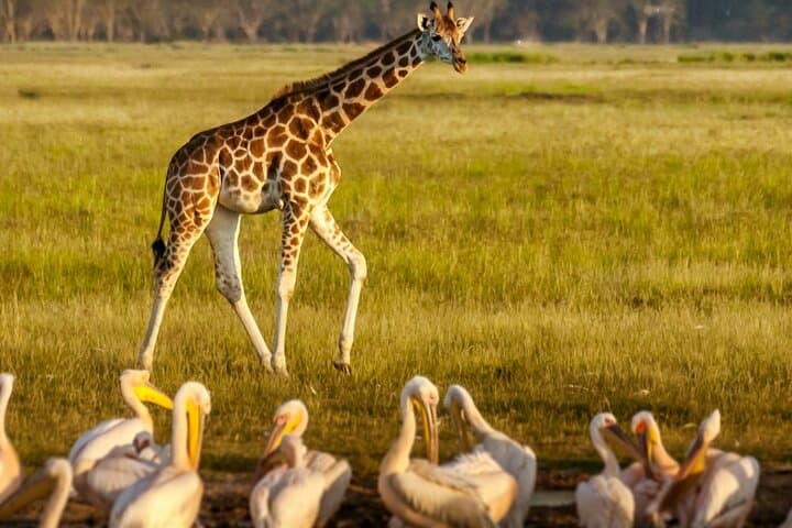 Lake Nakuru National Park Full Day Tour