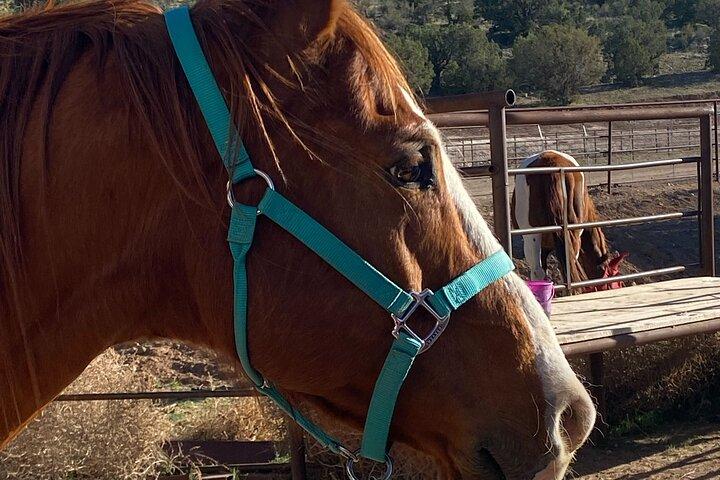 Tour a caballo por el Gran Cañón