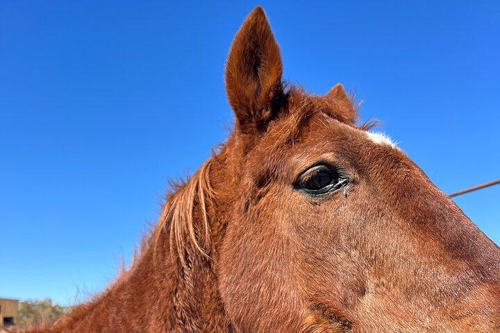 Tour a caballo por el Gran Cañón