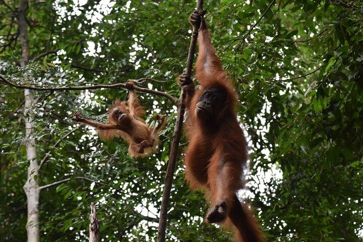 Vidunderlig 2-dages 1-nat Bukit Lawang Jungle Trekking Gratis rafting
