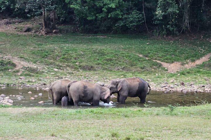 Bezoek aan wilde olifanten in Anakkulam (jeeptour)