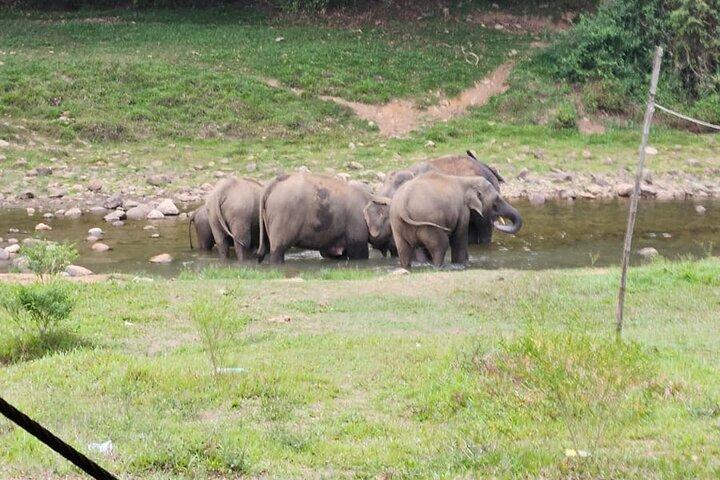 Bezoek aan wilde olifanten in Anakkulam (jeeptour)