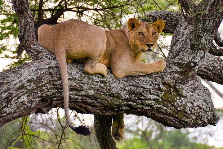 Halvdagstur i Nairobi National Park; Gratis wifi-forbindelse