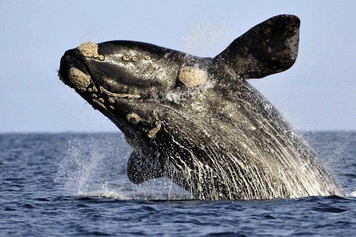 Observation des baleines Hermanus :