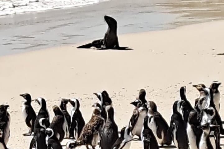 Cape Peninsula Tour Cape Town City