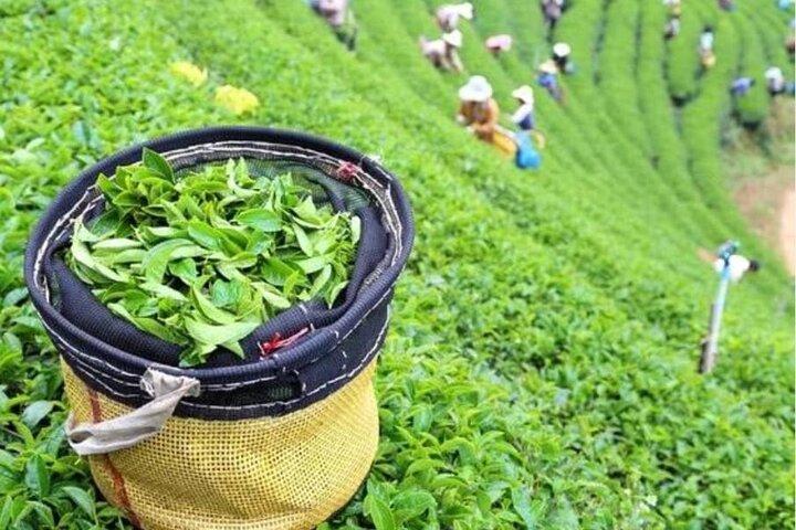 Bogor Puncak "Tea Plant & Paragliding" Interactive Private Driver