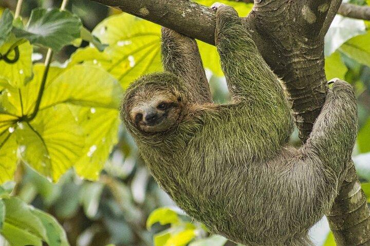 Roatan Luiaard en Monkey Sanctuary met West Bay Beach Break