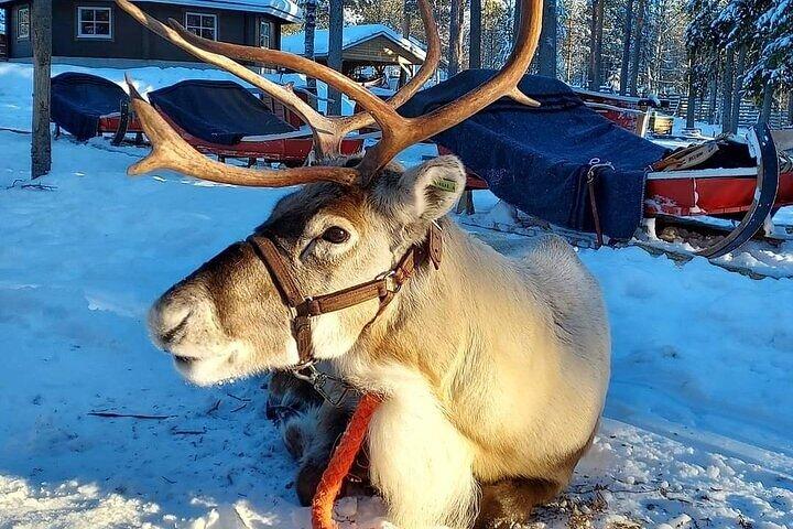 Arctic Animals Adventure med frokostbuffet
