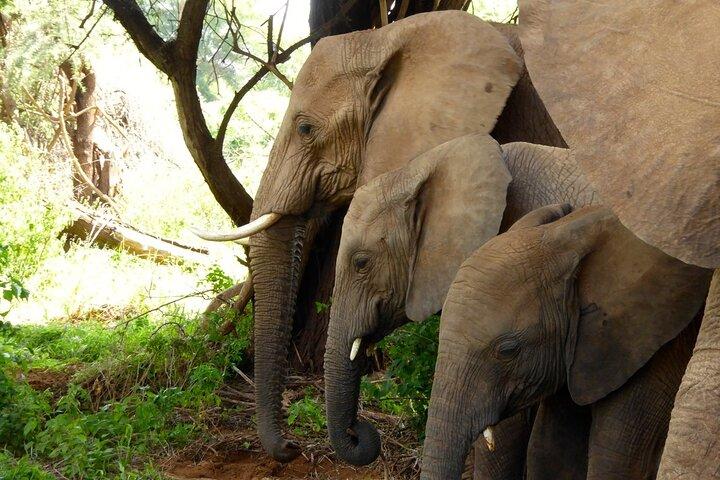 サンブル・スイートウォーターズ、ナクル湖、ナイバシャ湖6日間ツアー