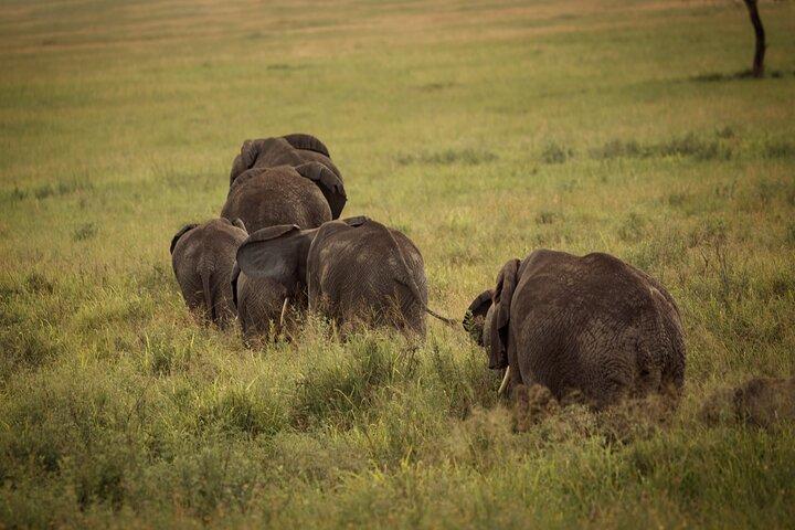 Safari de 3 días al lago Tarangire Manyara y al cráter Ngorongoro