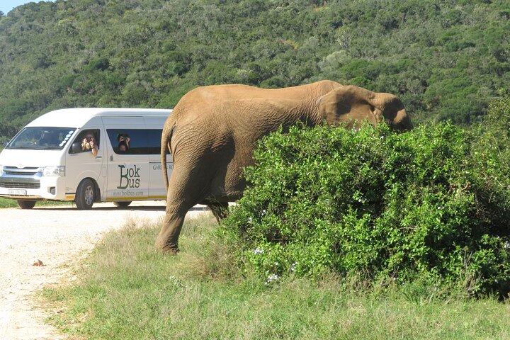 Circuit des jardins de 5 jours et parc national Addo Elephant