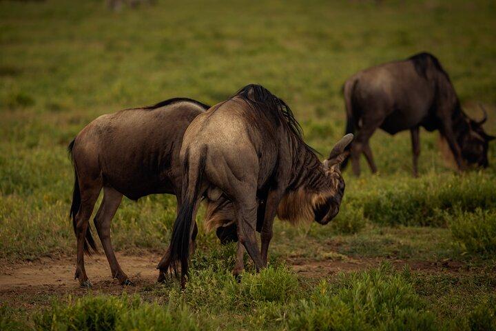 Wilde Tansania-Safari: Arusha, Tarangire, Ngorongoro, Serengeti