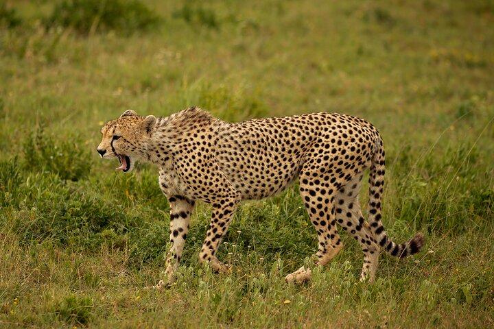 Wilde Tansania-Safari: Arusha, Tarangire, Ngorongoro, Serengeti